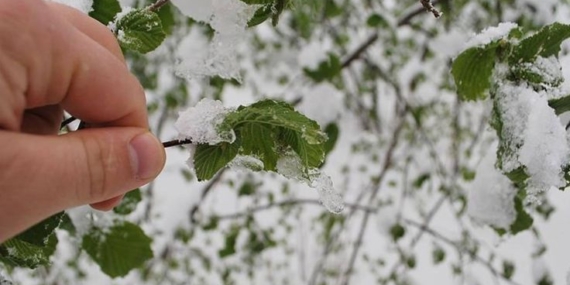Türkiye’de Zirai Don Tarımı Vurdu