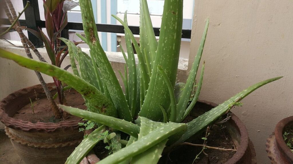 Saksıda yetişen aloe vera bitkisi