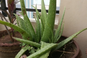 Saksıda yetişen aloe vera bitkisi