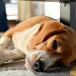 Halının üzerinde uyuyan beagle cinsi köpek