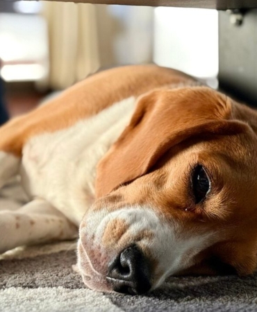 Halının üzerinde uyuyan beagle cinsi köpek