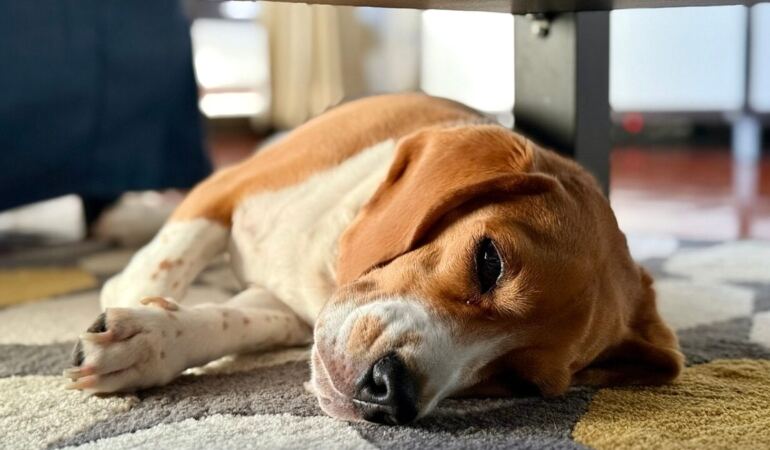 Halının üzerinde uyuyan beagle cinsi köpek