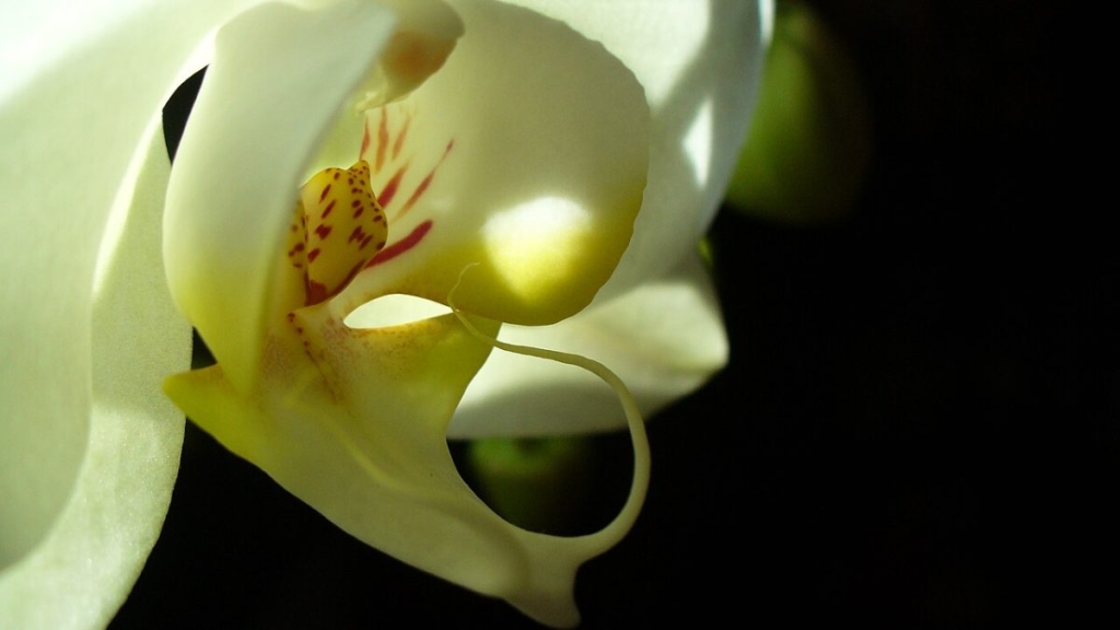 Beyaz çiçekli Phalaenopsis orkide